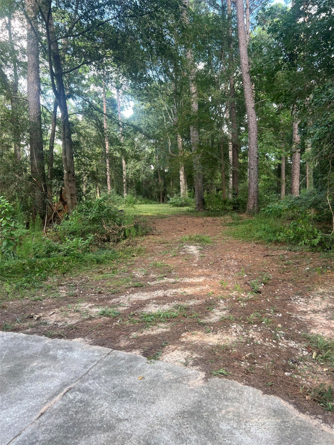 30403 Walnut Creek Road Magnolia, TX 77355 - Photo 3 of 9 a view of a yard with a trees
