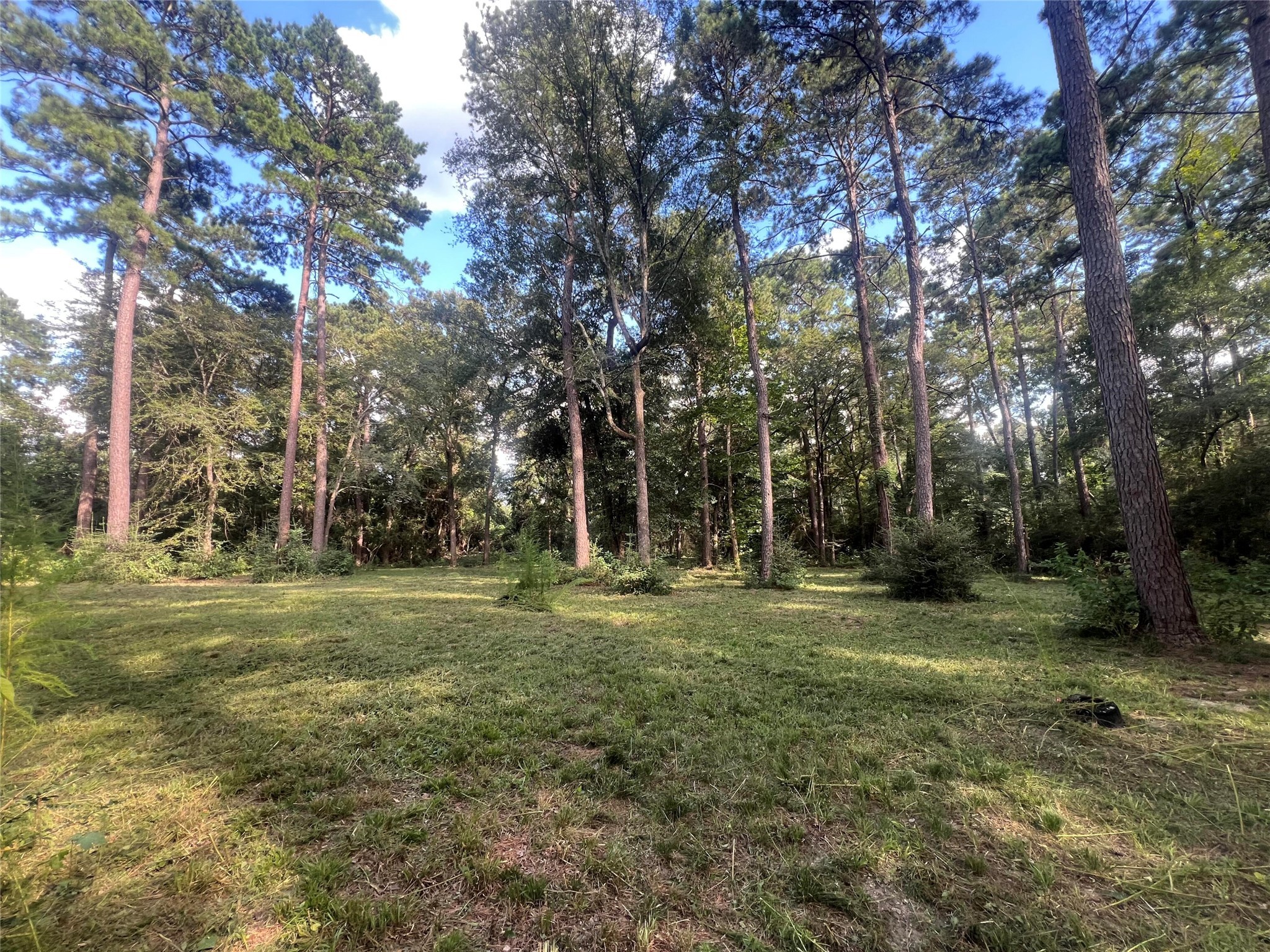 30403 Walnut Creek Road Magnolia, TX 77355 - Photo 6 of 9 a big yard with lots of green space and trees