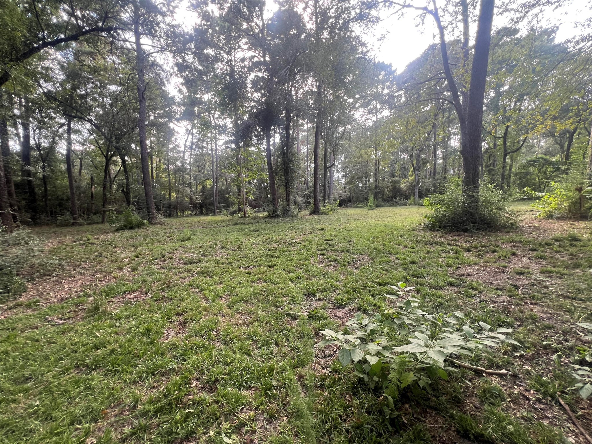 30403 Walnut Creek Road Magnolia, TX 77355 - Photo 7 of 9 a big yard with lots of green space and trees