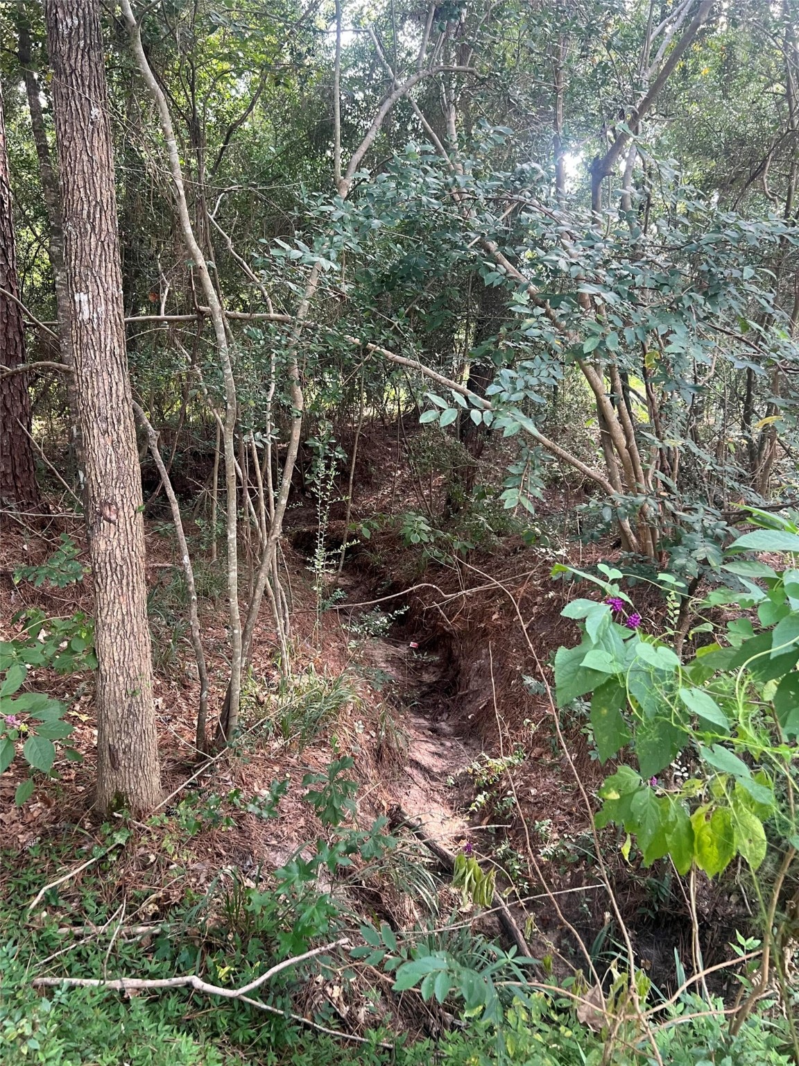 30403 Walnut Creek Road Magnolia, TX 77355 - Photo 9 of 9 a backyard of a house with lots of plants and trees