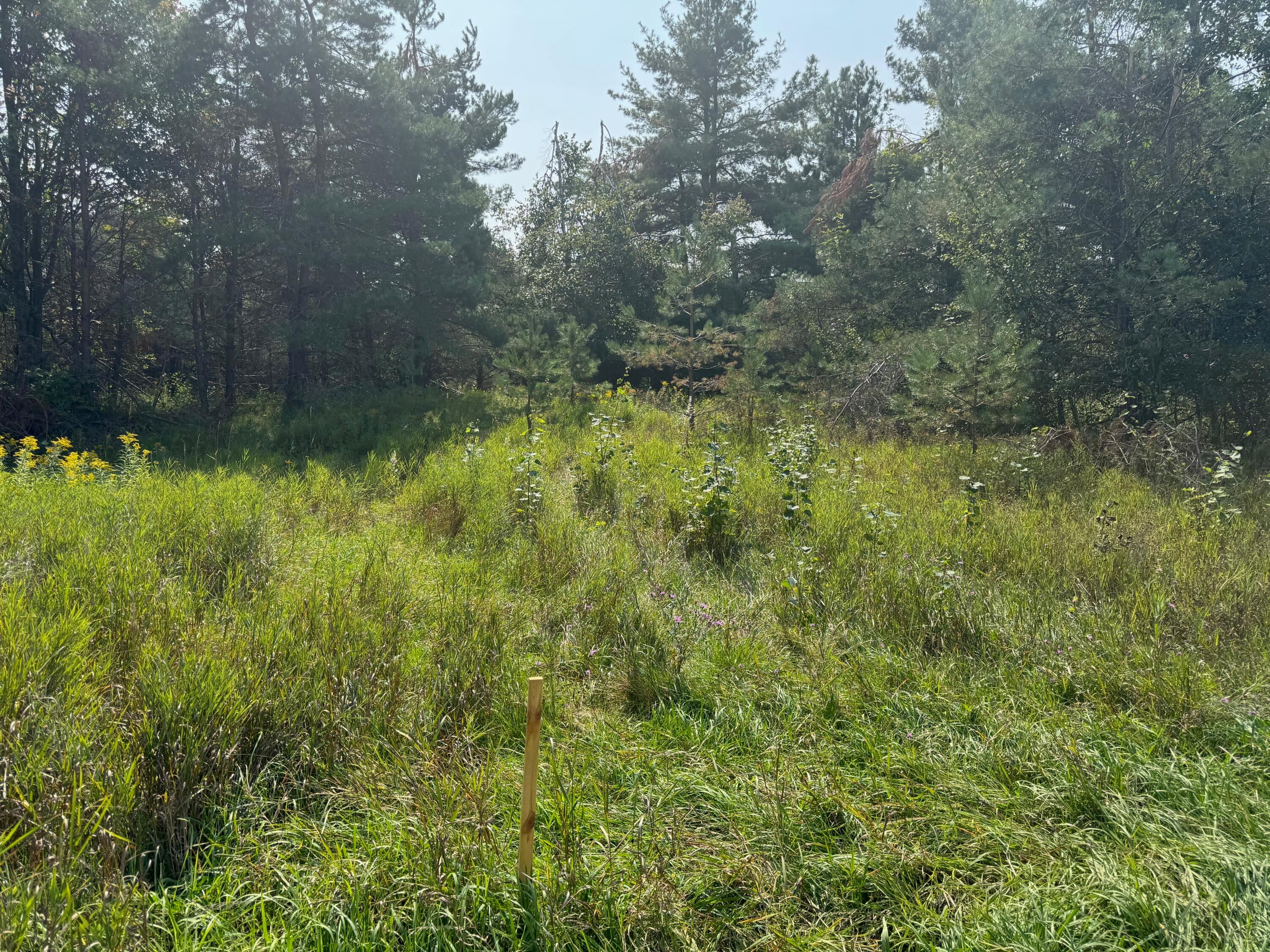 Vl Oley Lake Road Gaylord, MI 49735 - Photo 3 of 3 North (Back of Property) (1)