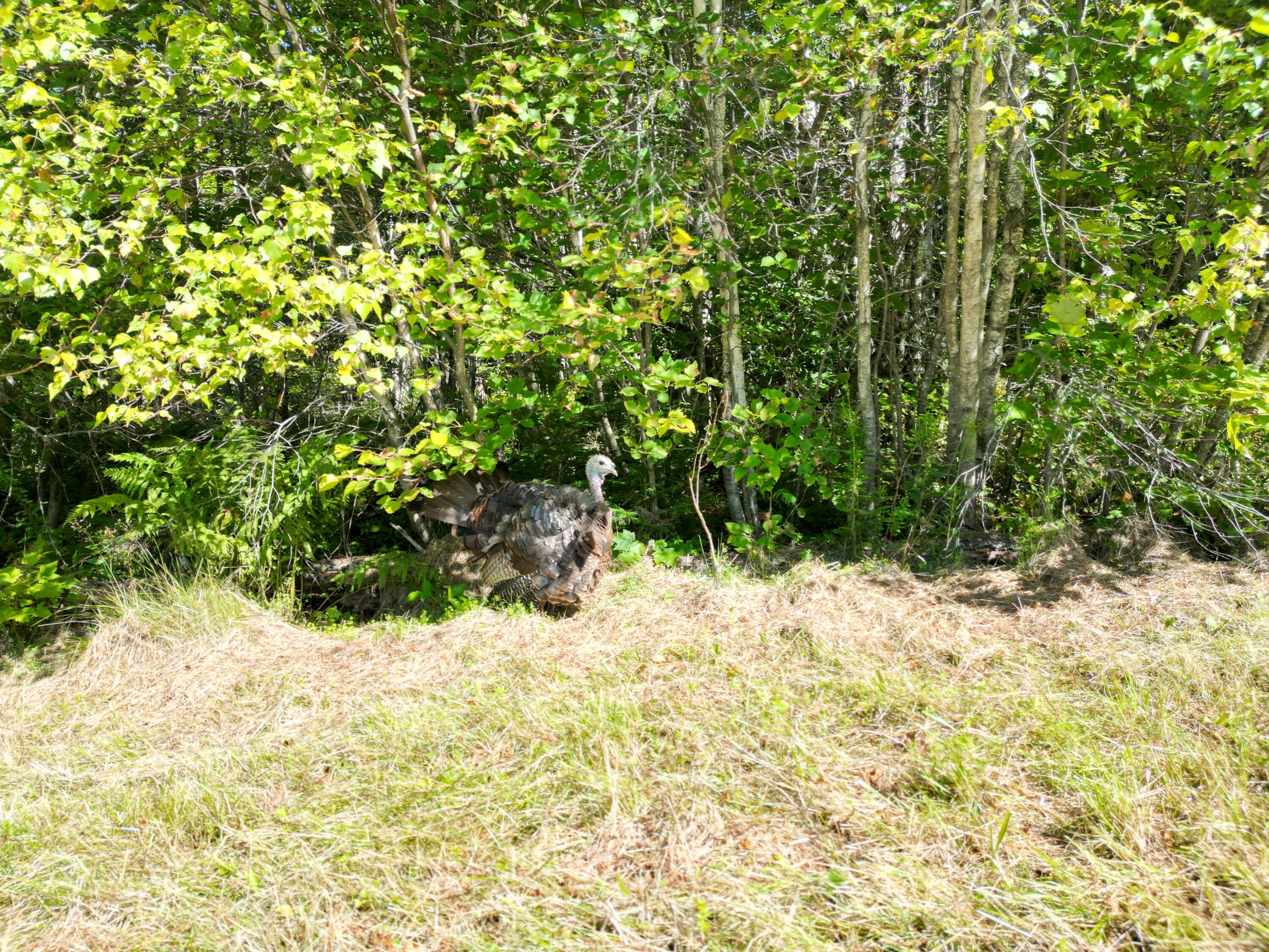 Off Bennoch Road Lagrange, ME 04453 - Photo 29 of 31 DJI_0006