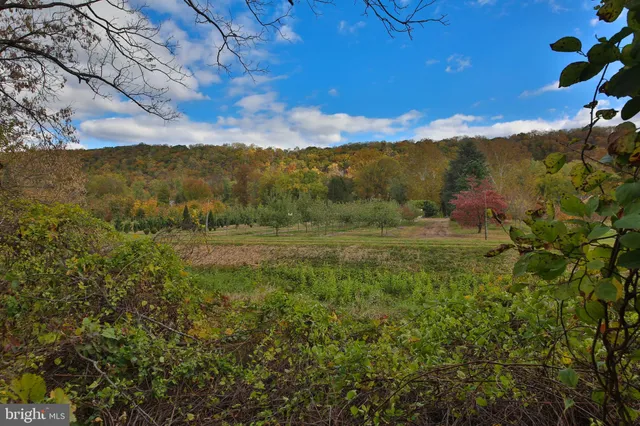 a view of a bunch of trees and bushes