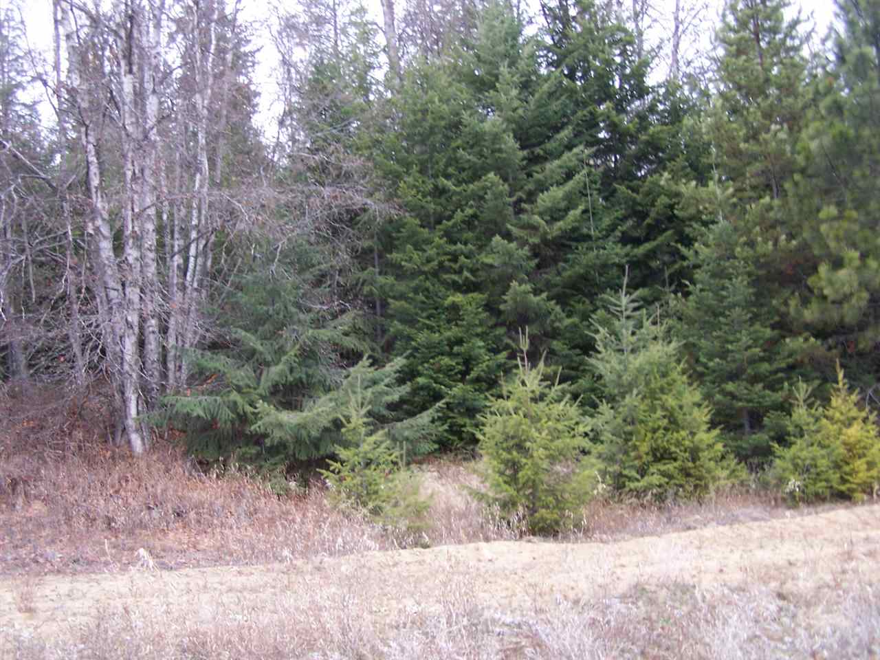 Lot C1 Greenhouse Road Ione, WA 99139 - Photo 9 of 11