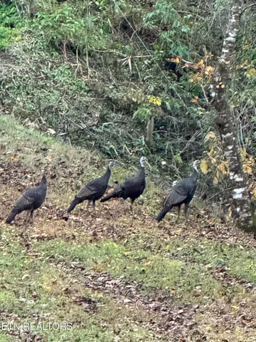 $525,000 | 124 Cutter Gap Road, Townsend, TN 37882