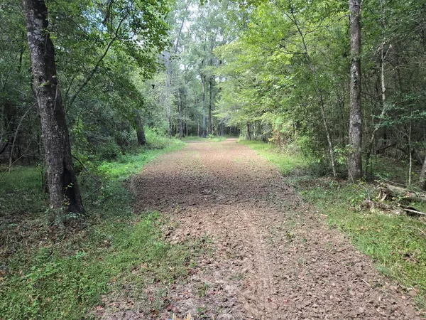 a view of a forest with trees in the background