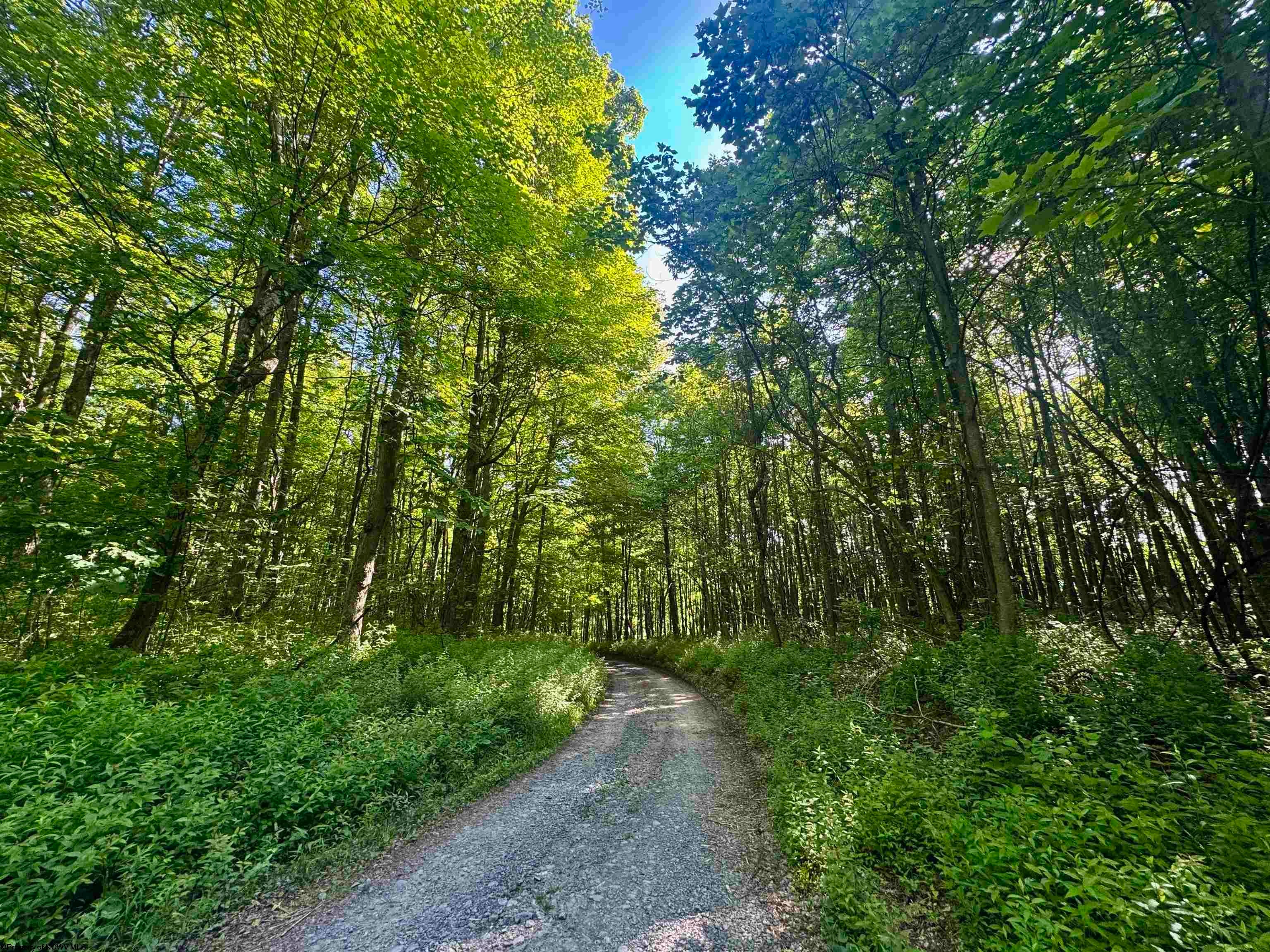 Tbd Calvert Shaver Road Rowlesburg, WV 26425 - Photo 2 of 35 Gallery Image 2