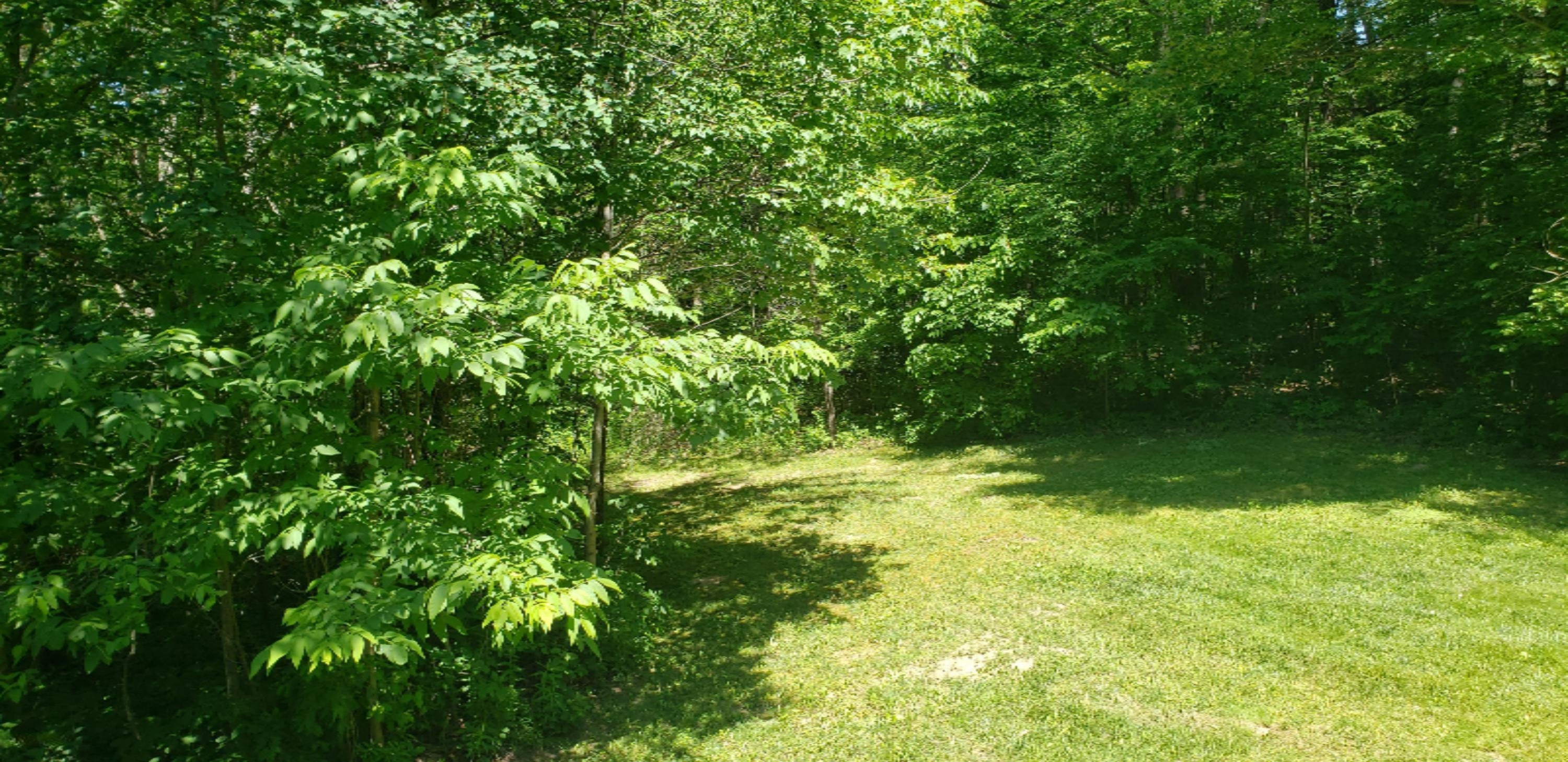 17426 4 Mile Road Morley, MI 49336 - Photo 9 of 39 20200616_154047
