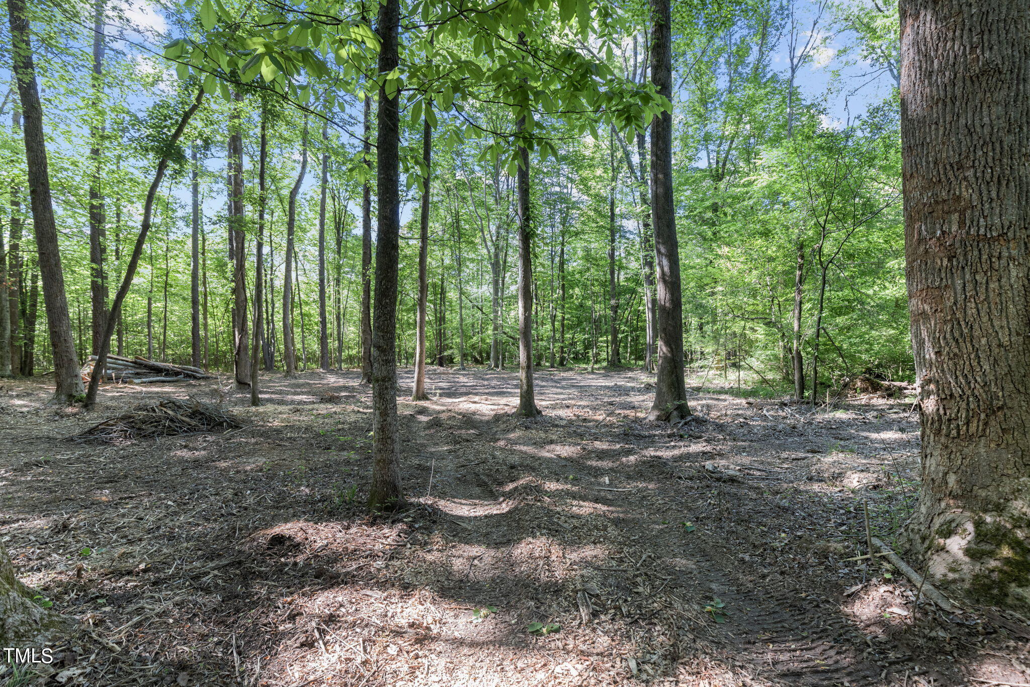 Lot 2 Helena Moriah Road Timberlake, NC 27583 - Photo 7 of 12 a view of a forest with trees in the background