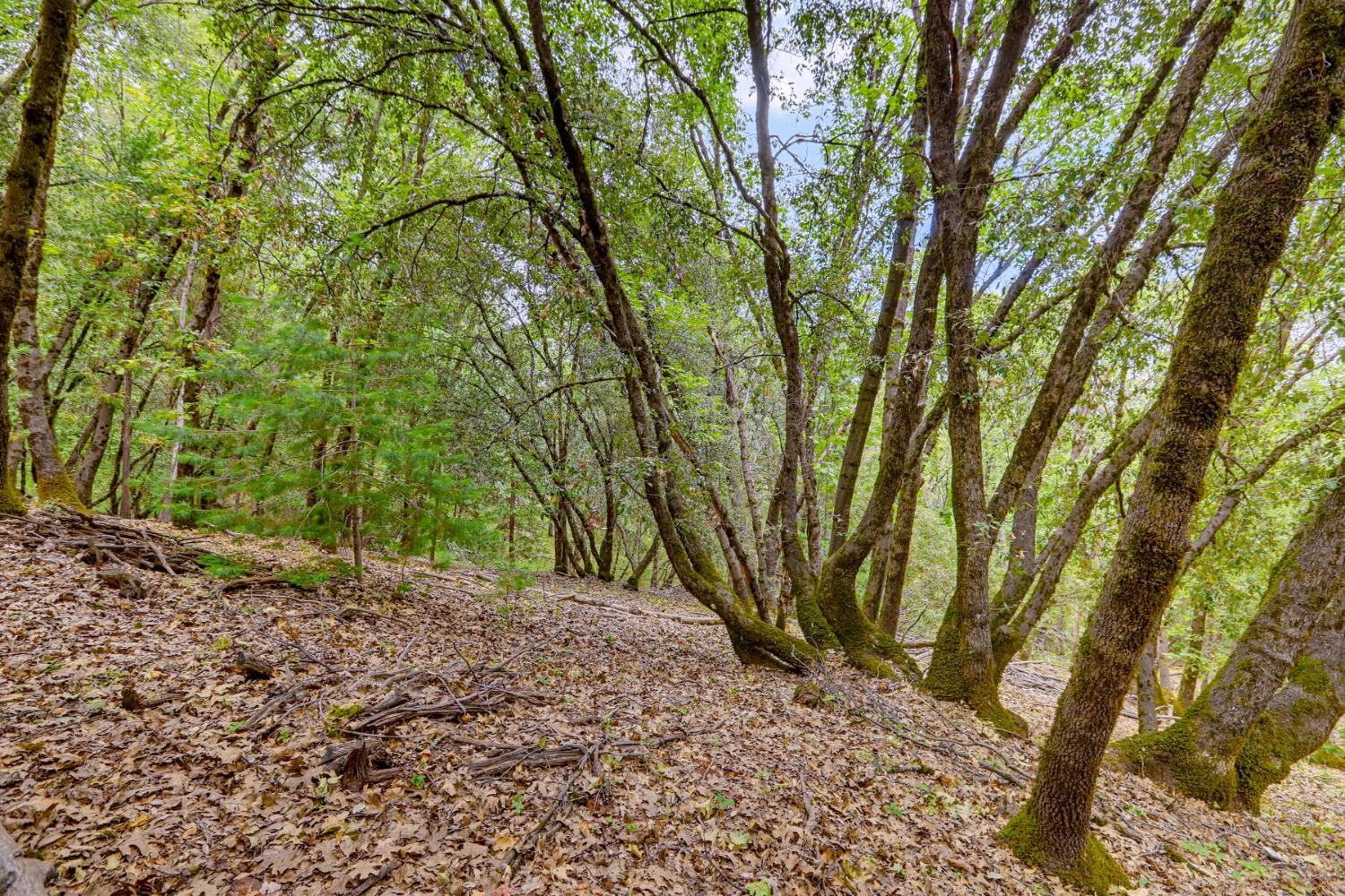 16020 Brooks Road Grass Valley, CA 95945 - Photo 7 of 12