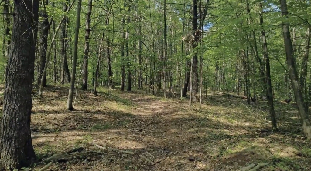 32 Hollow Road Wales, MA 01081 - Photo 21 of 35 a view of outdoor space with trees