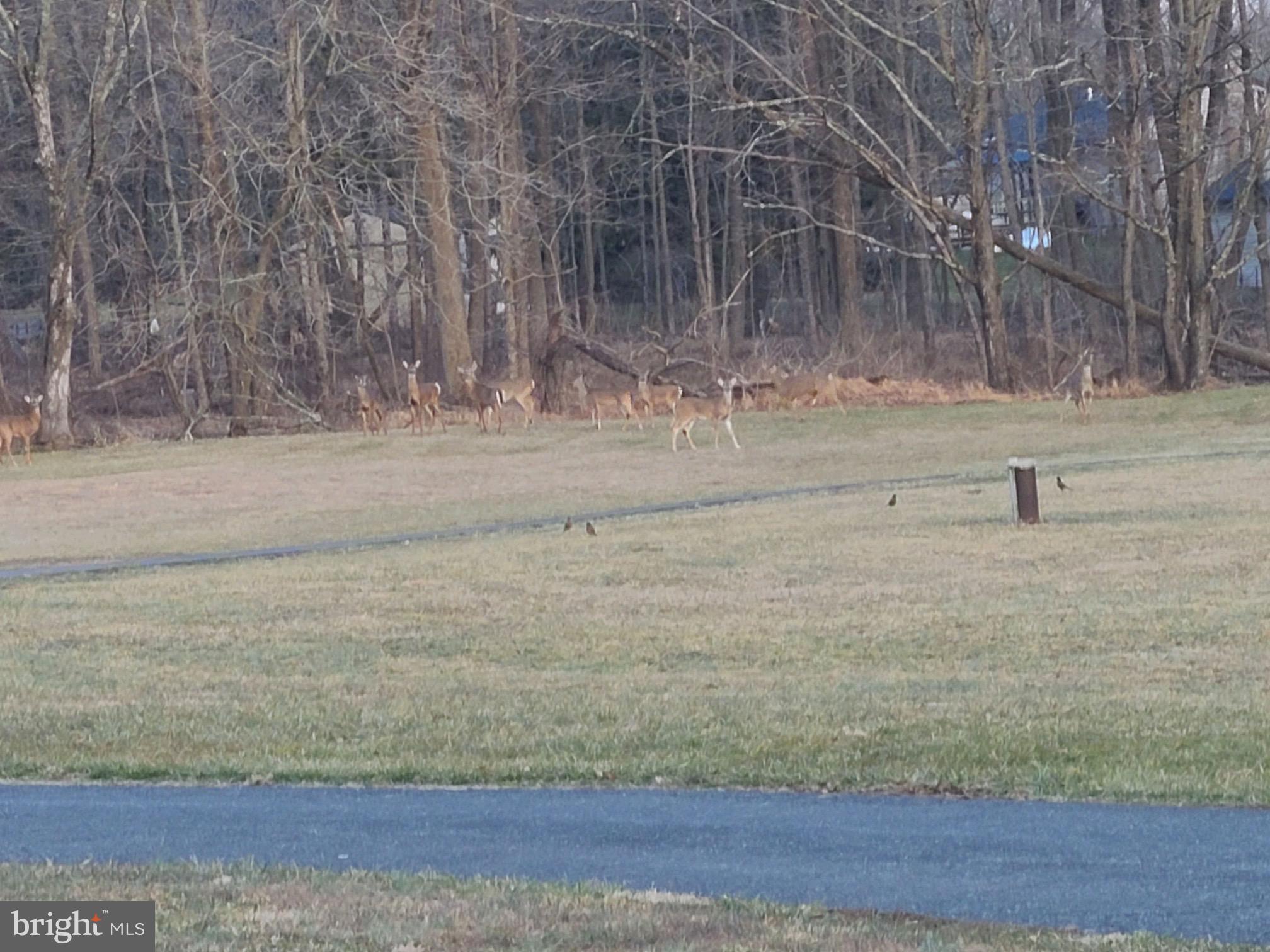 270 West Branch Road Barto, PA 19504 - Photo 43 of 52 Wildlife