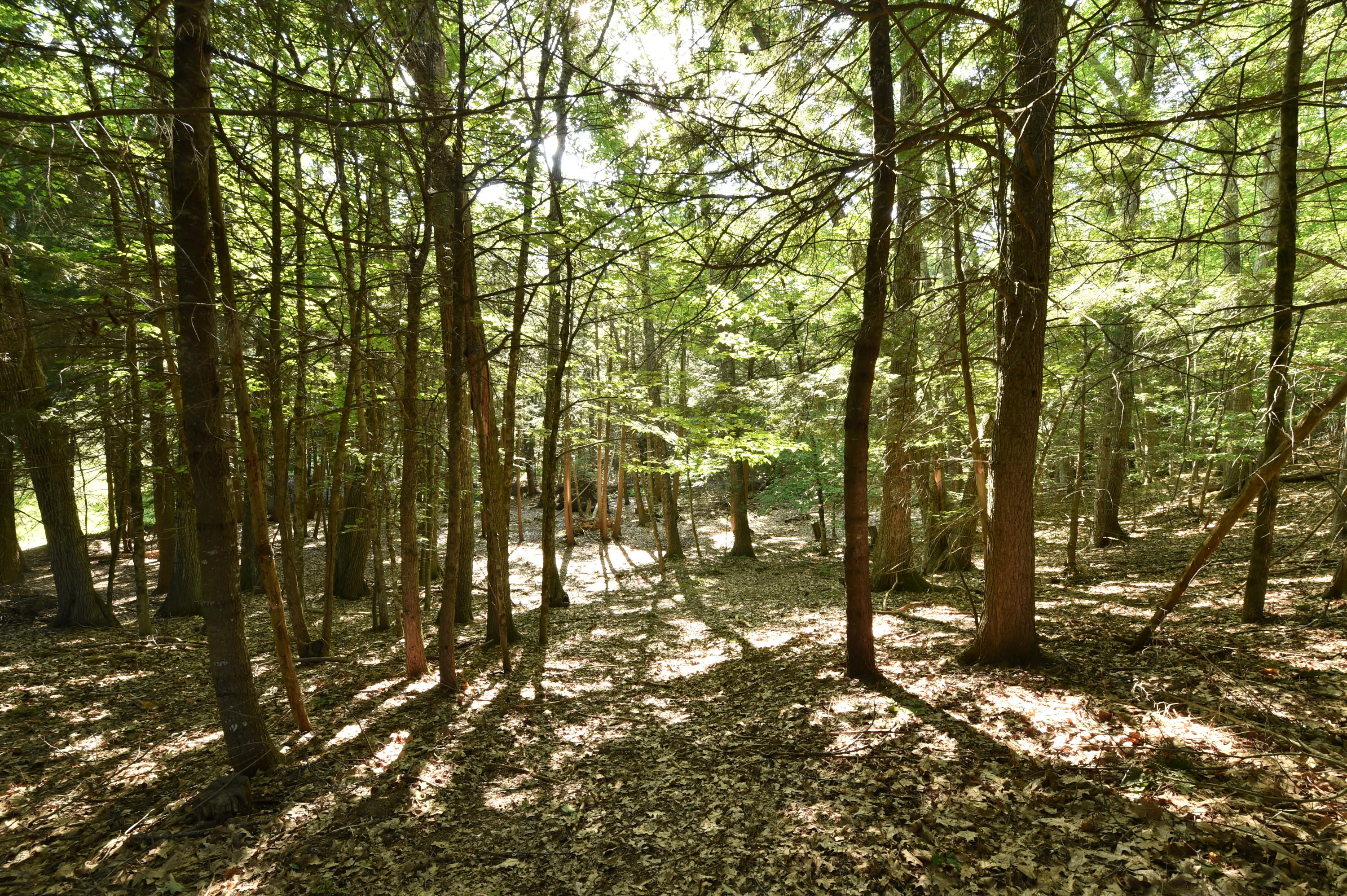 91 Curtis Road Monroe, ME 04951 - Photo 23 of 29 DSC_8283