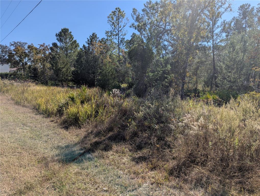 11228 Fool Duck Avenue Weeki Wachee, FL 34613 - Photo 2 of 3 a view of a yard with a tree
