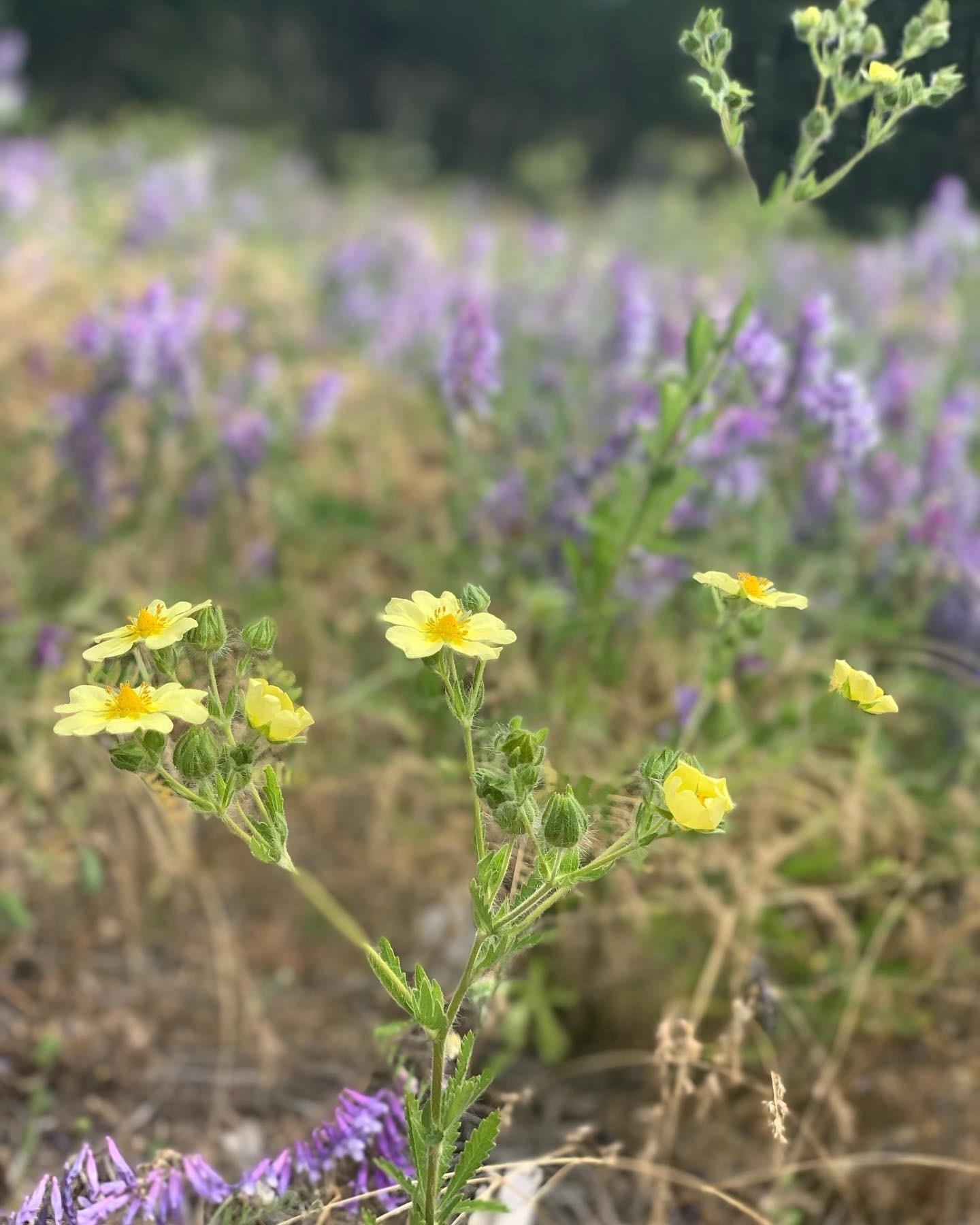Nka North Hardesty Road Chattaroy, WA 99003 - Photo 11 of 14