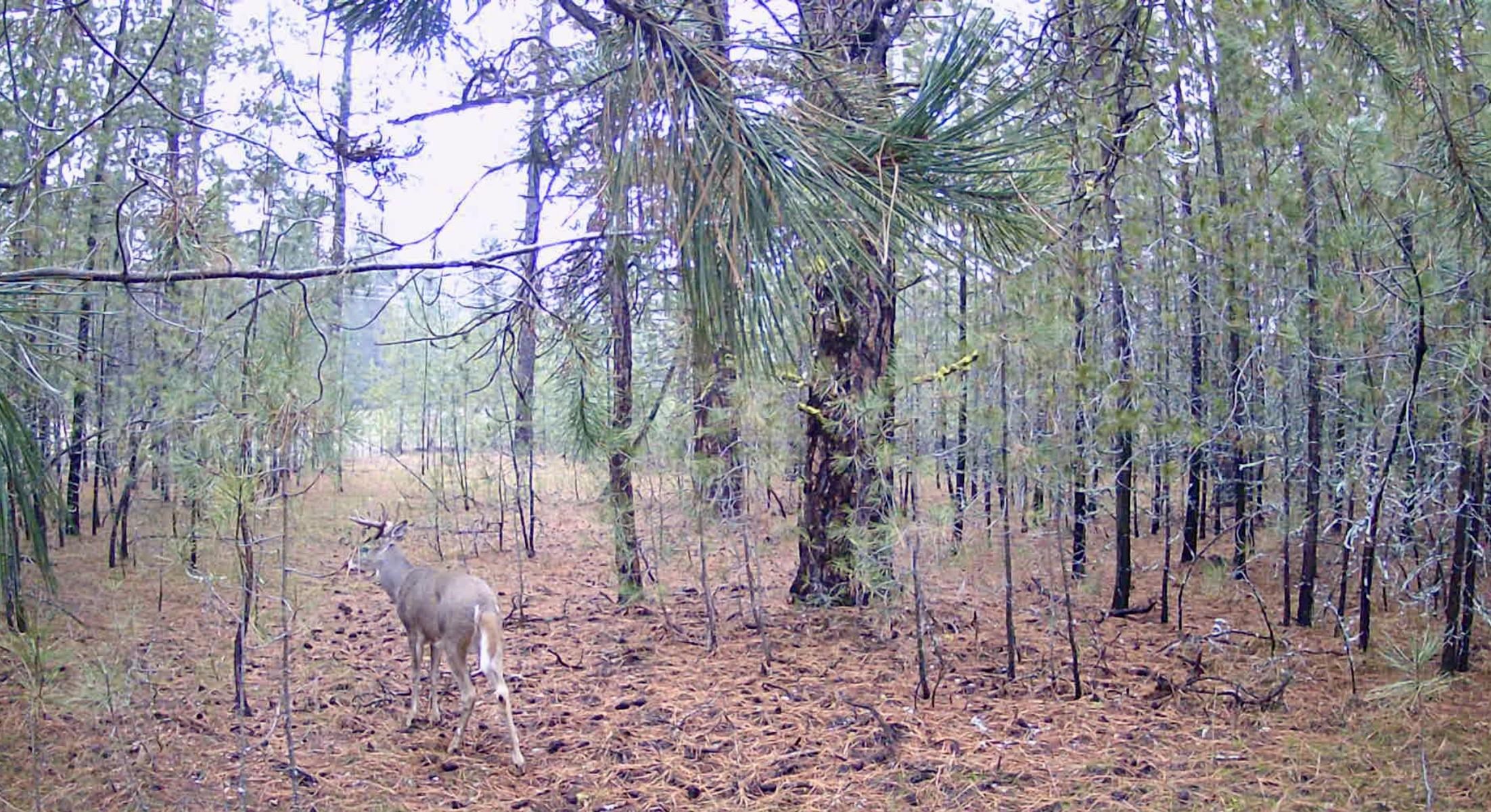 Nka North Hardesty Road Chattaroy, WA 99003 - Photo 12 of 14