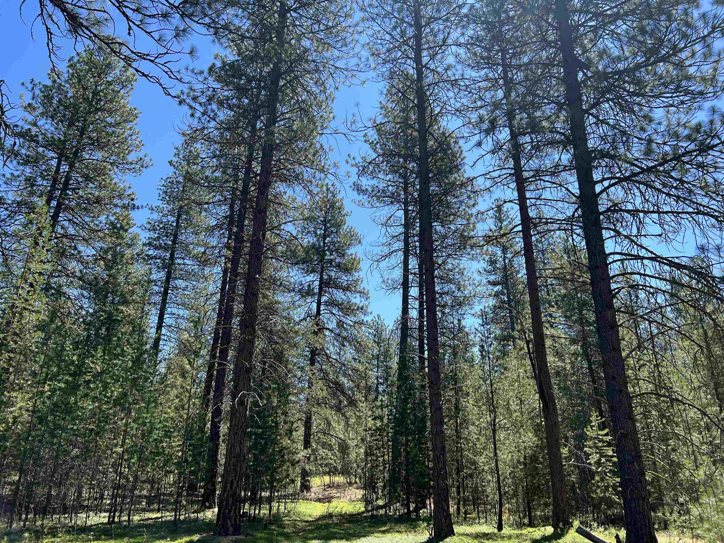 Nka North Hardesty Road Chattaroy, WA 99003 - Photo 7 of 14