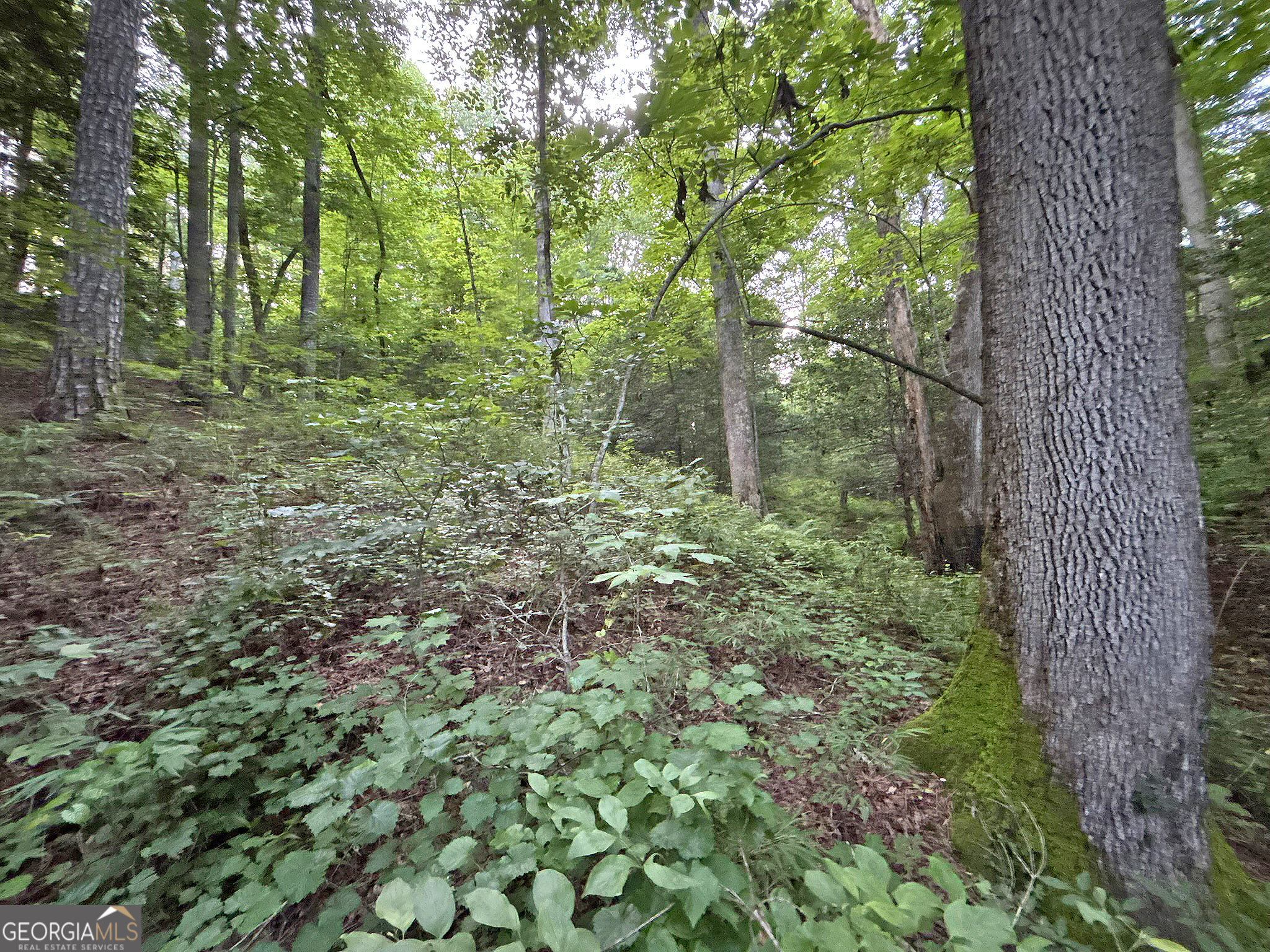 Lot 20 Mt Springer Road Ellijay, GA 30540 - Photo 20 of 32