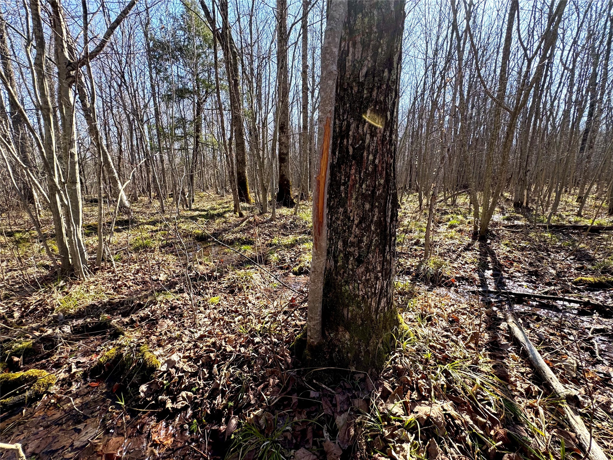 N2615 Highway 73 Sheldon, WI 54766 - Photo 8 of 26