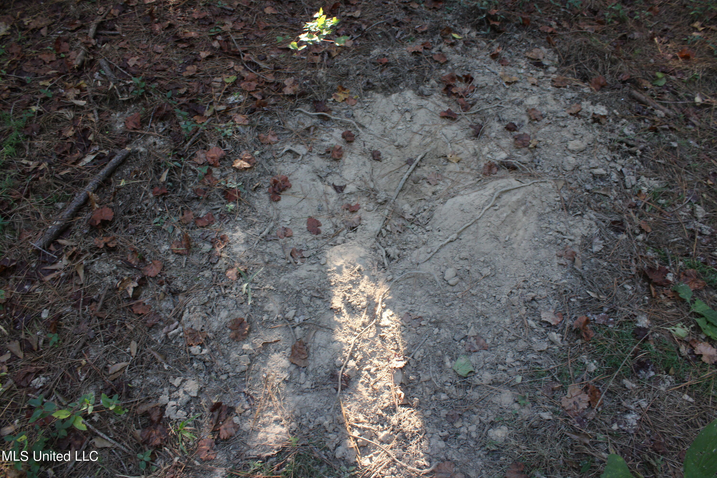0 Clayton Road Carthage, MS 39051 - Photo 20 of 45 IMG_2851