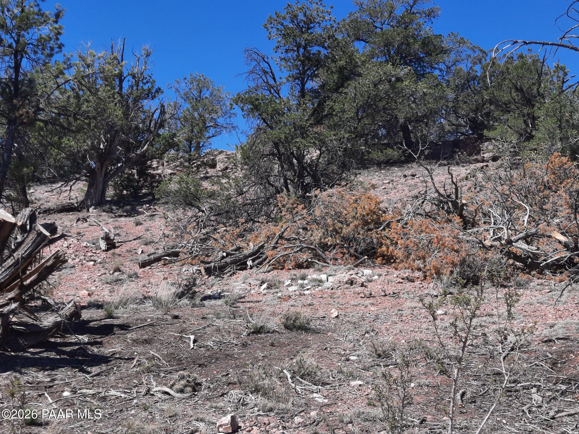 261 East W Titan Ranch Road Seligman, AZ 86337 - Photo 18 of 24 a view of a yard covered with trees