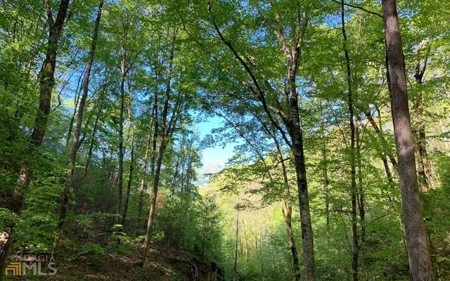 a view of a lush green forest