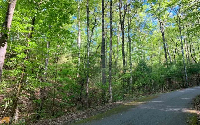 a view of a yard with plants and large trees