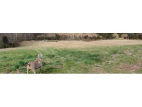 315 Wheeler Road Bulls Gap, TN 37711 - Photo 21 of 22 Land