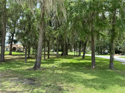 a view of trees in a park