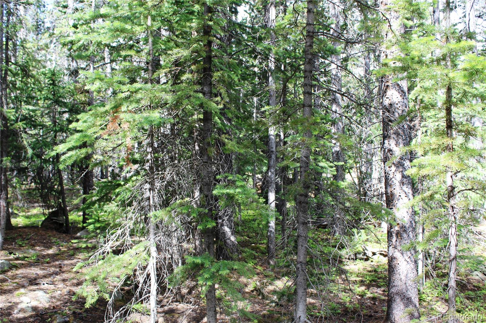 Lot 209 Lot Road Idaho Springs, CO 80452 - Photo 4 of 24