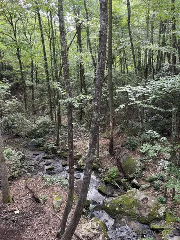 a view of a forest filled with trees