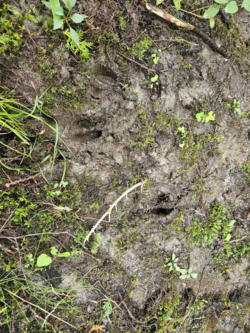 $185,000 | 0 Andrews Road, Derby Line, VT 05830