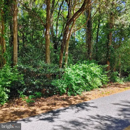 a view of a yard with plants and large trees