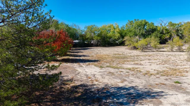 a view of a yard with plants and trees