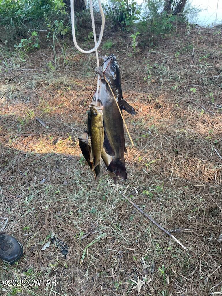 8411 Tn-69a Big Sandy, TN 38221 - Photo 5 of 10 a view of a yard with a tree