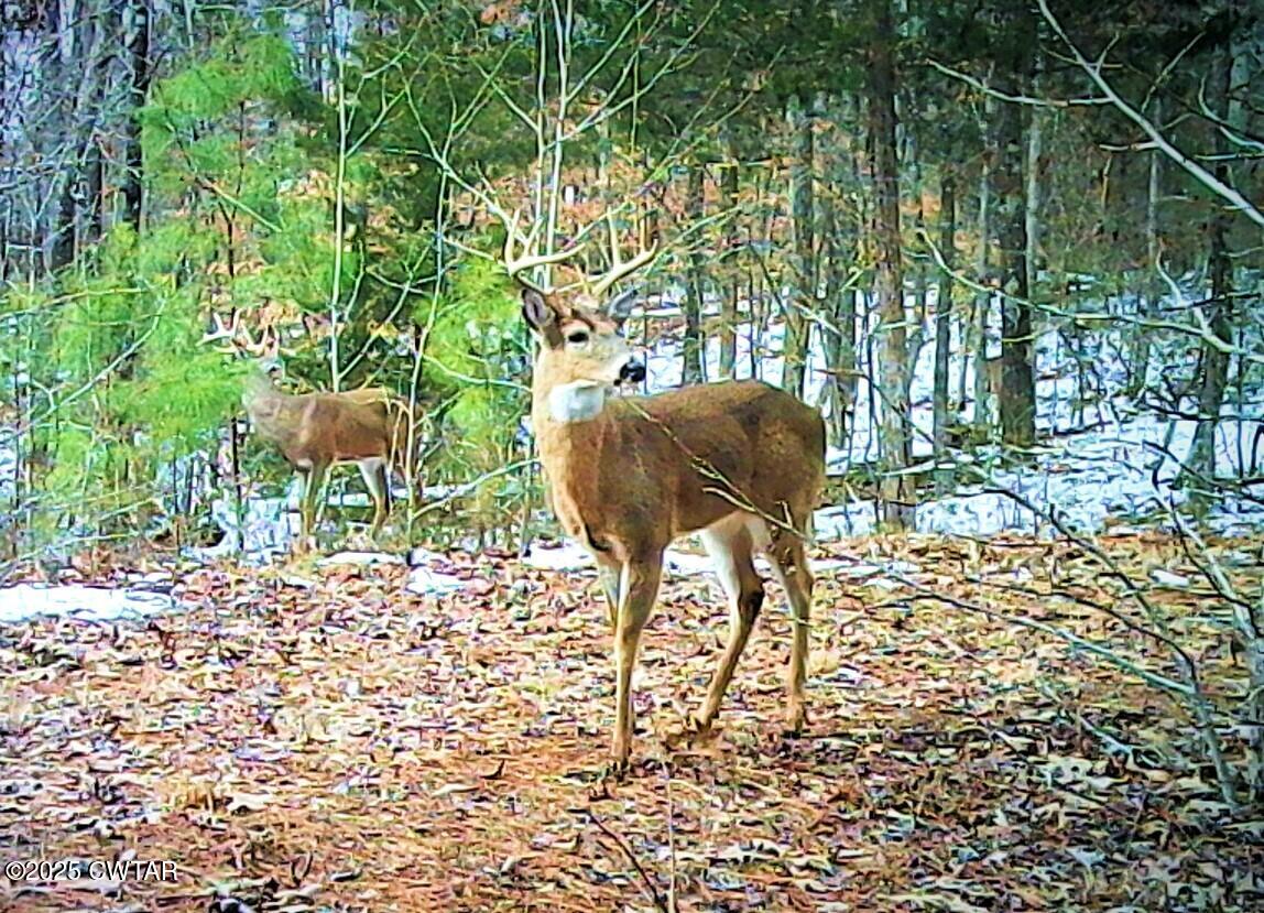 8411 Tn-69a Big Sandy, TN 38221 - Photo 8 of 10 a view of an chairs and table in the garden