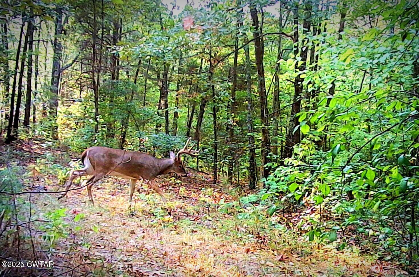 8411 Tn-69a Big Sandy, TN 38221 - Photo 9 of 10 a backyard of a house with table and chairs