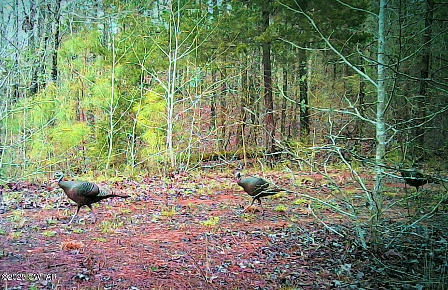 8411 Tn-69a Big Sandy, TN 38221 - Photo 10 of 10 a view of an outdoor space with a garden