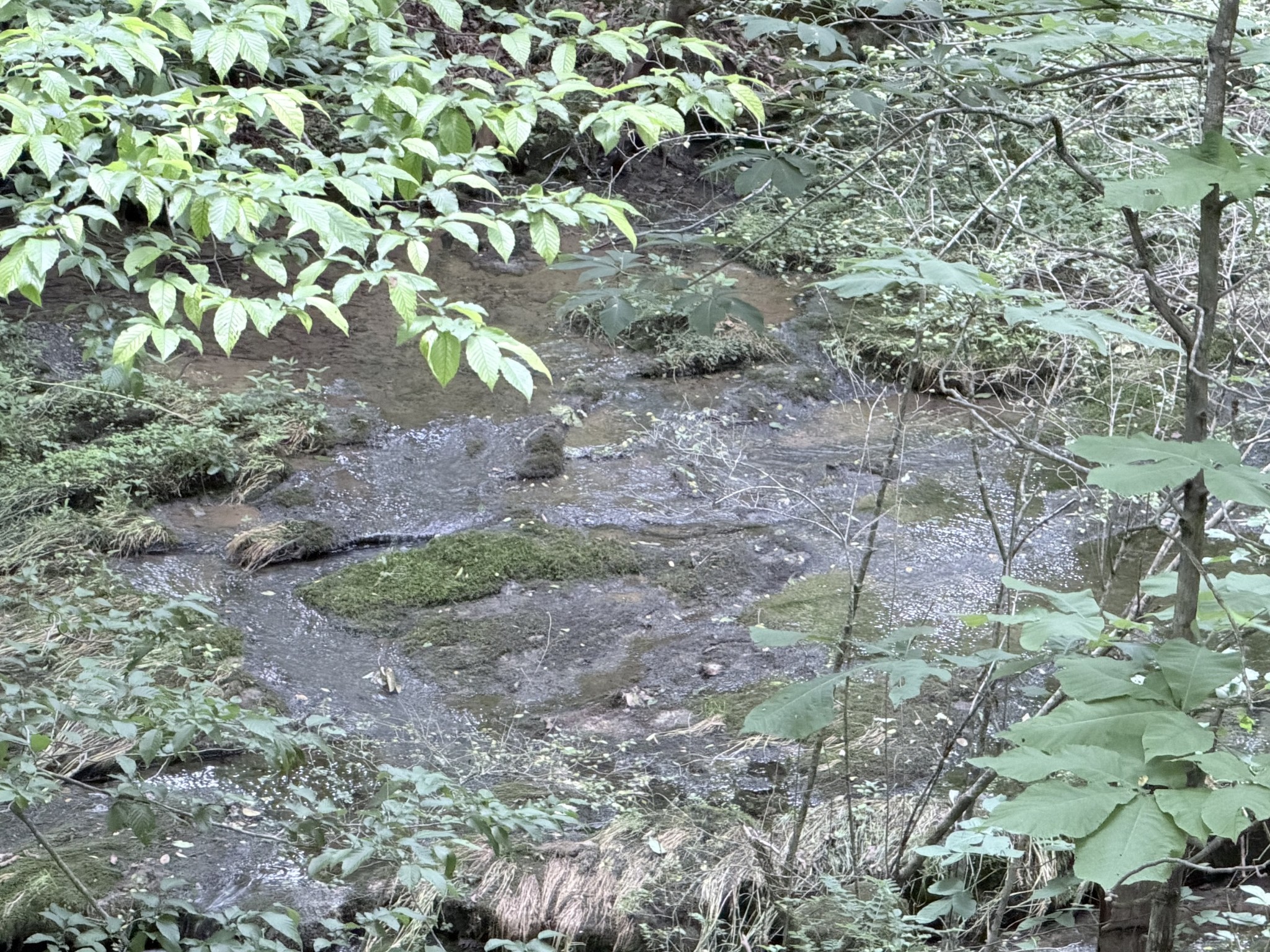 0 Hidden Valley Road Huntland, TN 37345 - Photo 3 of 17 Gallery Image 3