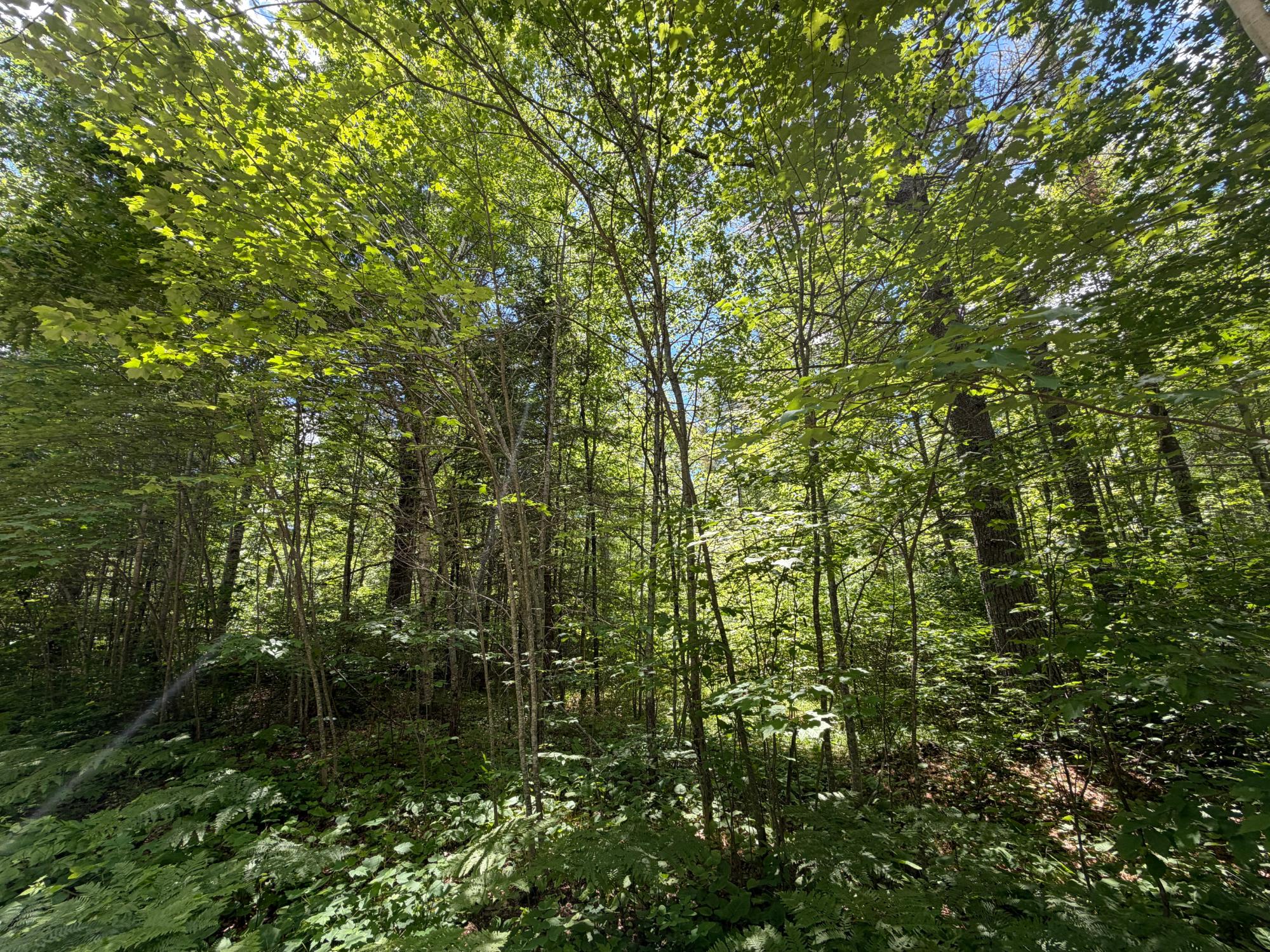 Lot 2 Maplestone Road Minocqua, WI 54548 - Photo 2 of 6 Gallery Image 2