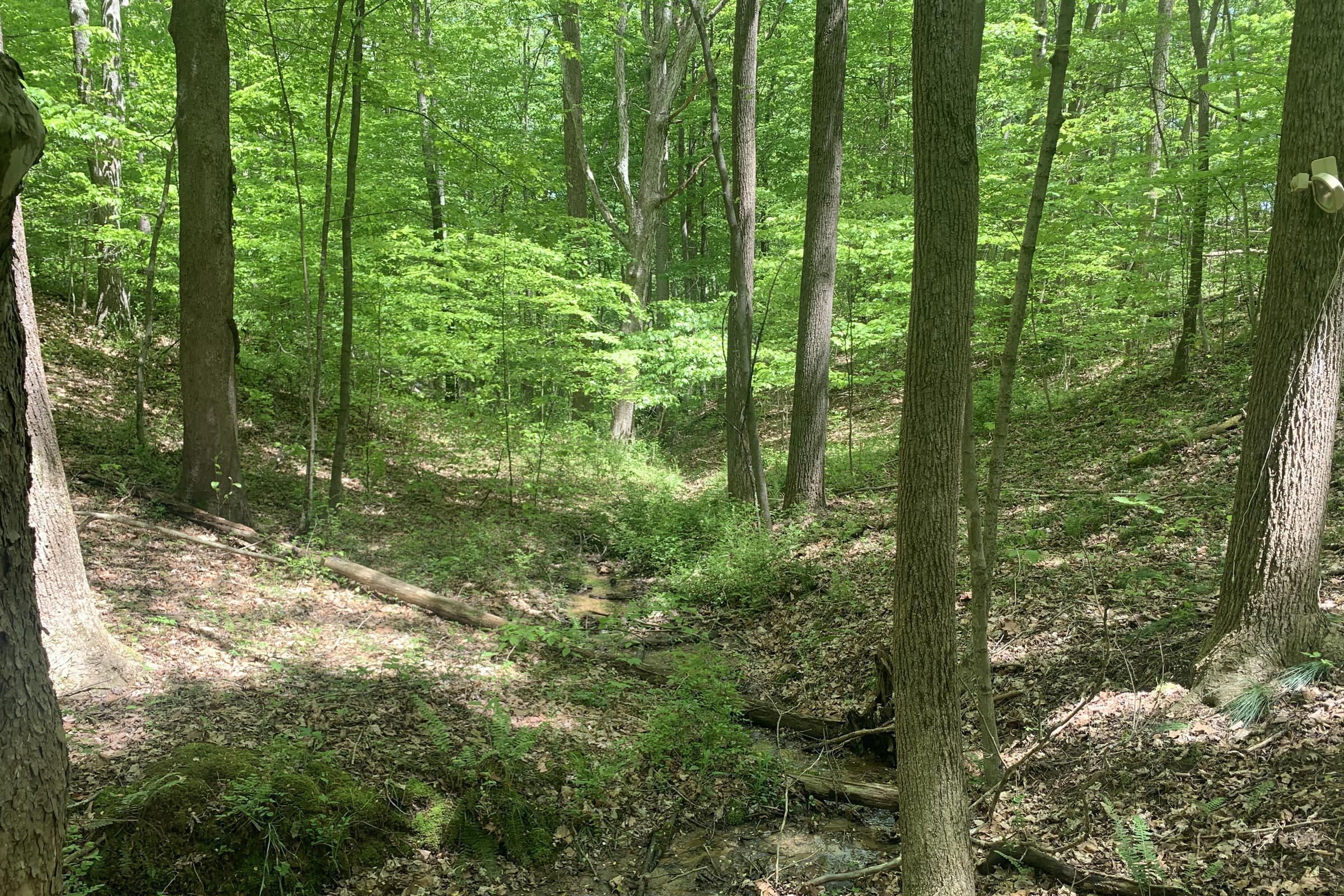 0 Tennant Road, Unit TRACT 2 Ray, OH 45672 - Photo 16 of 39 20230509_171548839_iOS