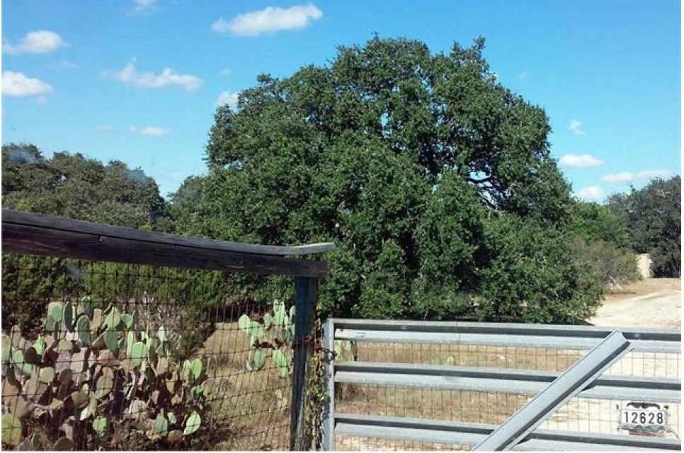 12628 Pauls Valley Road Austin, TX 78737 - Photo 1 of 1 Gallery Image 1