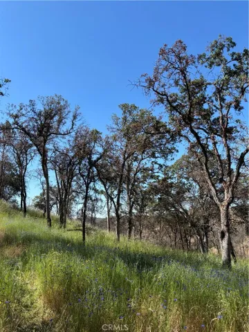 a view of a lush green space