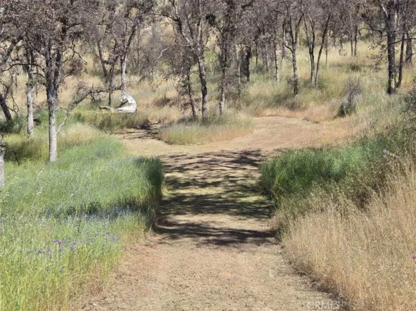 a view of a yard with an trees