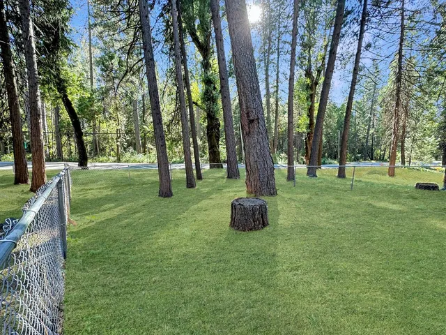 a view of a tree in a park