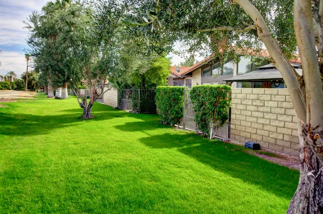 a view of a park with a tree