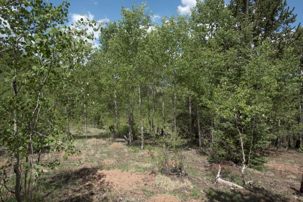 322 Reinecker Ridge Road Fairplay, CO 80440 - Photo 7 of 25 Gallery Image 7