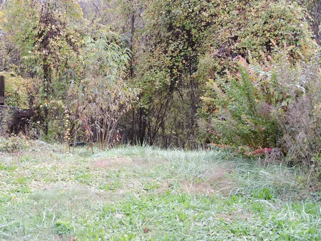 a view of a yard with a tree