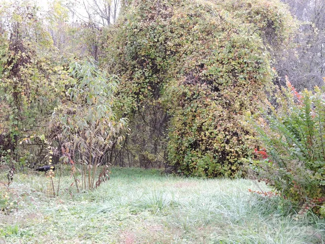 a view of bushes and trees