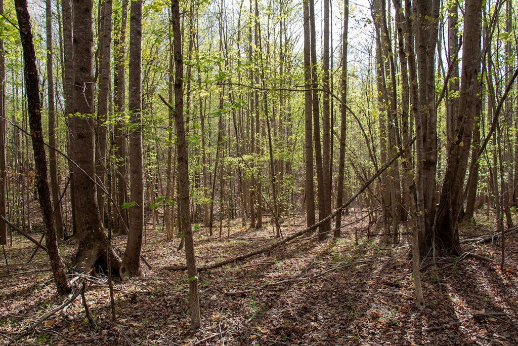 Owens Mill Road Nathalie, VA 24577 - Photo 12 of 23 Gallery Image 12